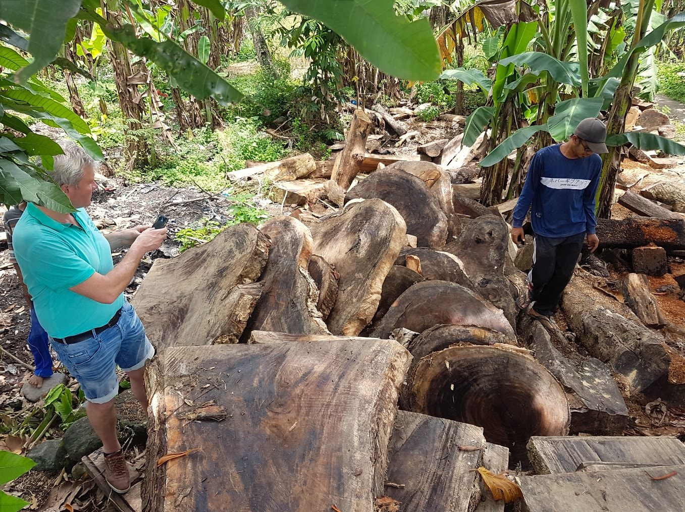 Eigenes Einkaufsteam prüft massives Wurzelholz an der Quelle in Indonesien